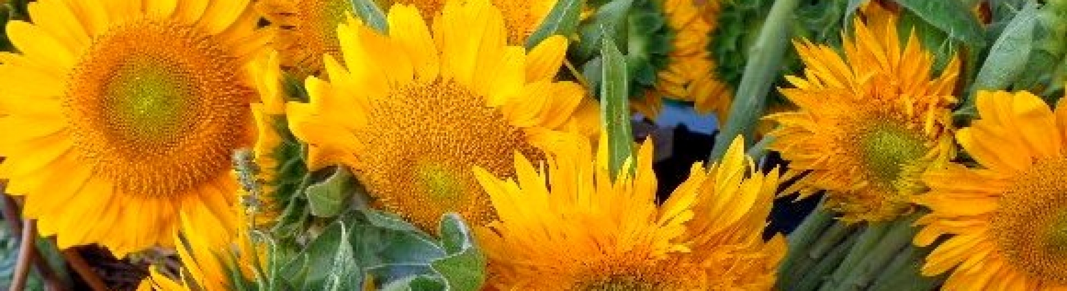 Banner Sunflower – The Farmers Market