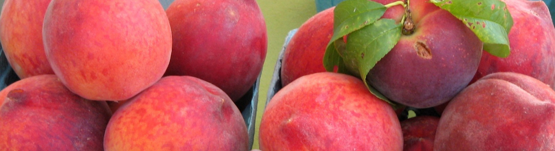 Peach Banner 3